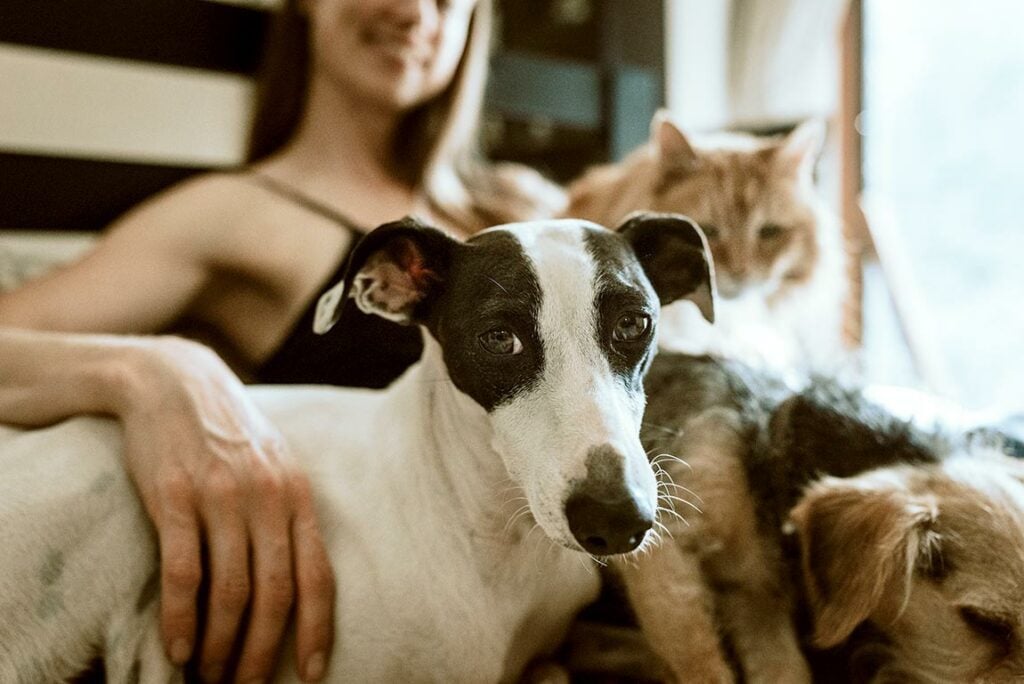 pet friendly flats to rent