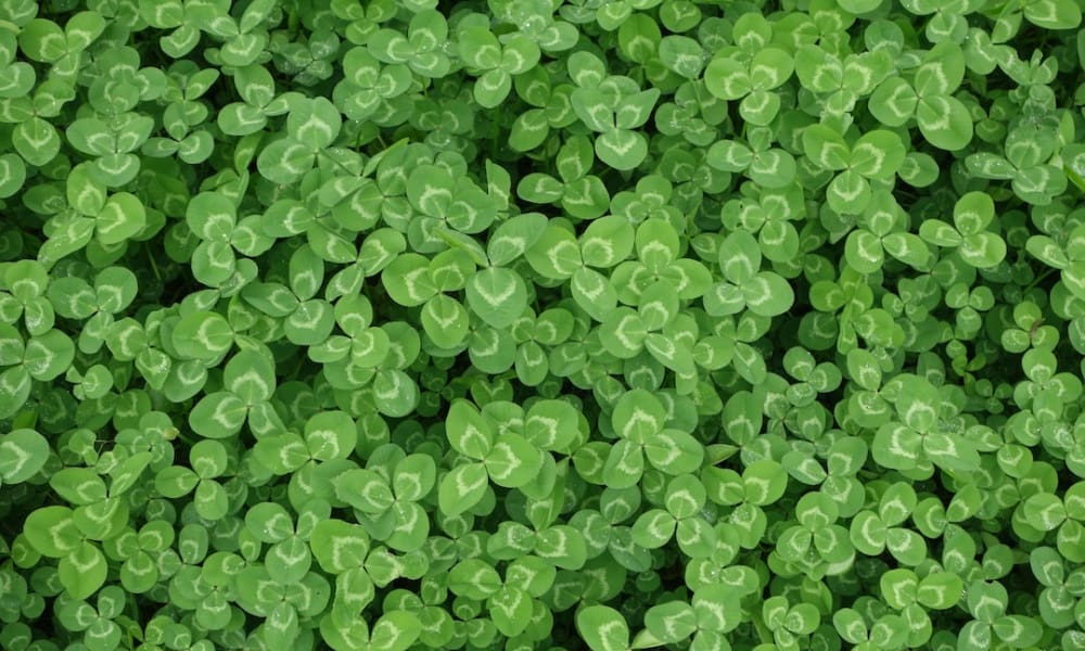 Living in Burchett’s Green, Berkshire