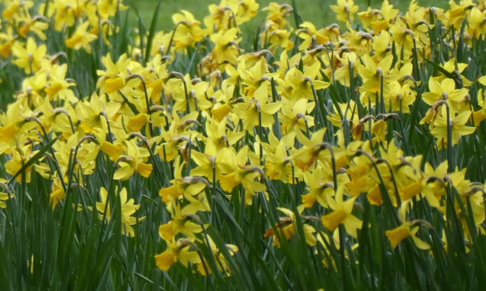 Living in New Alresford, Hampshire