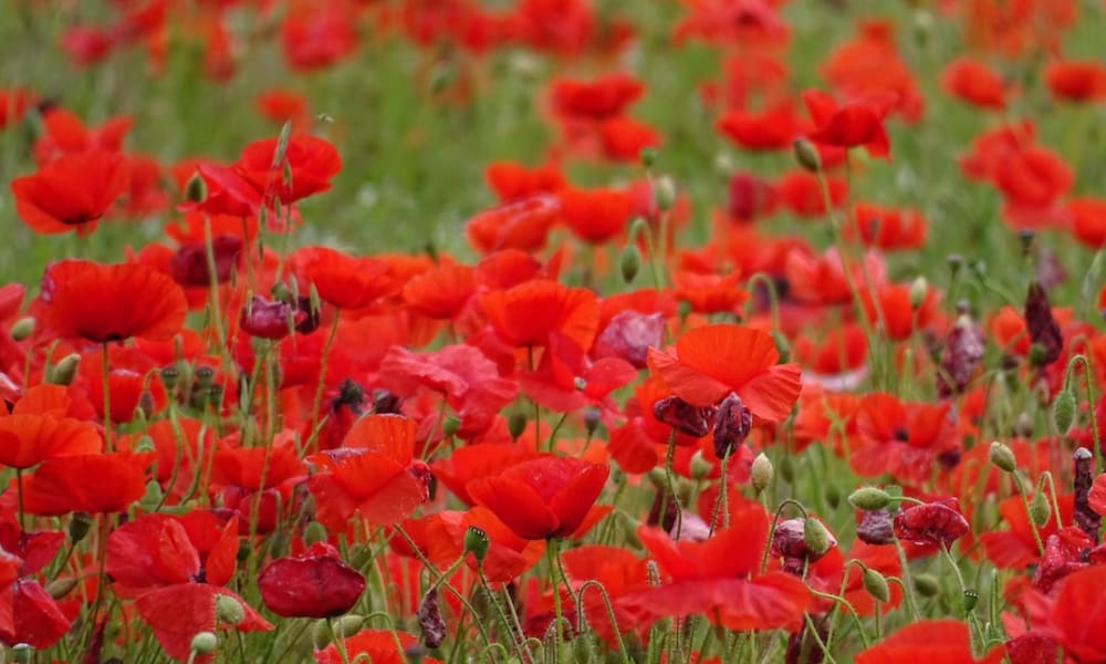 Living in Holwell, Dorset