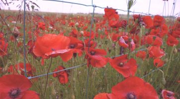 Living in Biddestone, Wiltshire
