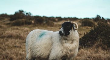 Living in Bideford, Devon