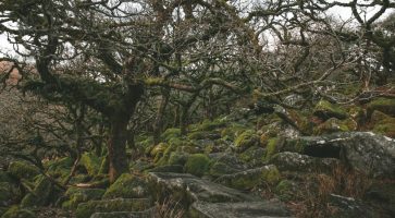 Living in Chagford, Devon