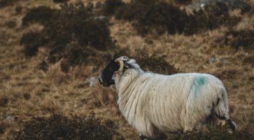 Living in Colyton, Devon