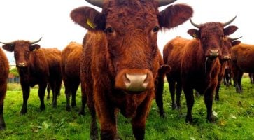 Living in Grindleton, Lancashire