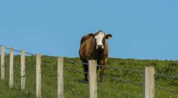 Living in Kirkwall, Orkney