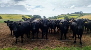 Living in Lympstone, Devon