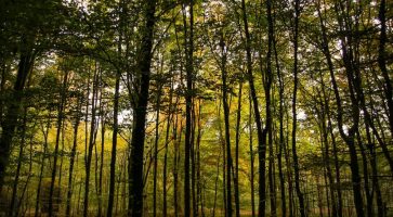 Living in Sandhurst, Berkshire