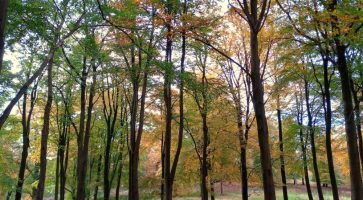 Living in Yelverton, Devon