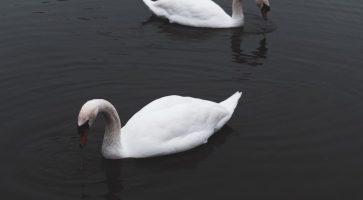 Renting in Ellesmere, Shropshire