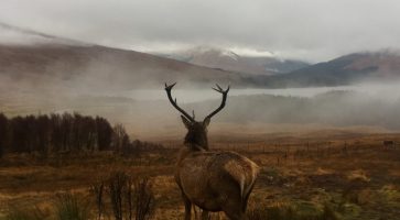 Renting in Helensburgh, Argyll and Bute