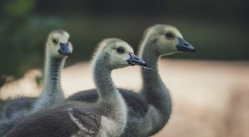 Renting in Highbridge, Somerset