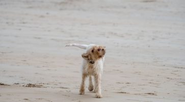 Renting in Newquay, Cornwall