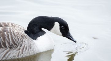 Renting in Sandbach, Cheshire