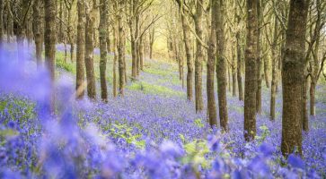 Renting in Sherborne, Dorset