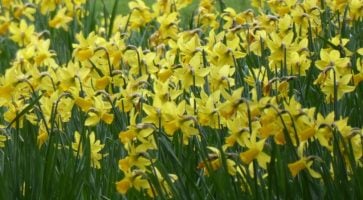 Renting in Stockbridge, Hampshire