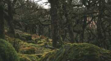 Renting in West Down, Devon